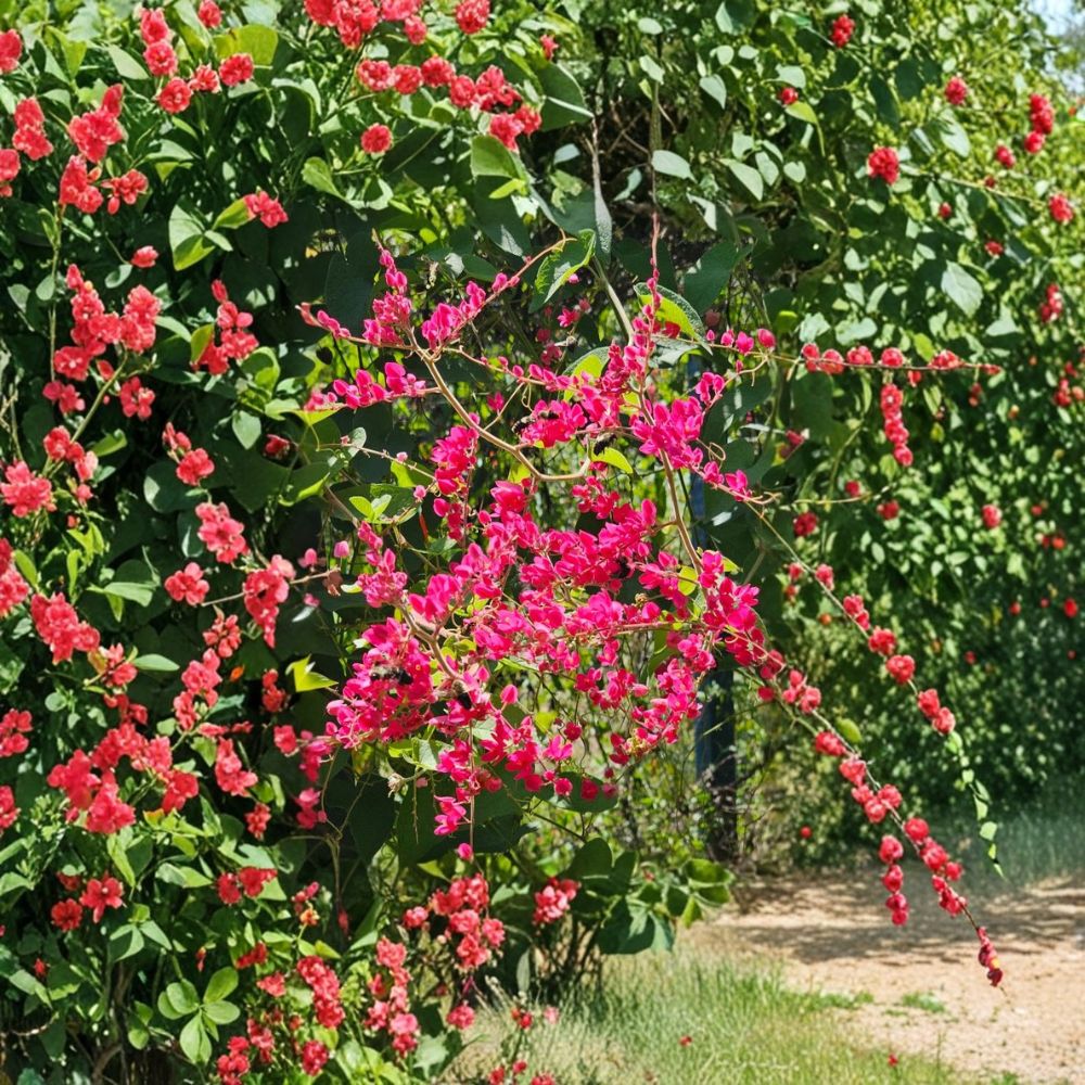 Set of 2 Mexican Creeper Live Plants | 4–6 Inches Tall | Bare Root Starter Vines | Coral Vine | Fast Growing Tropical Climber | Easy to Grow