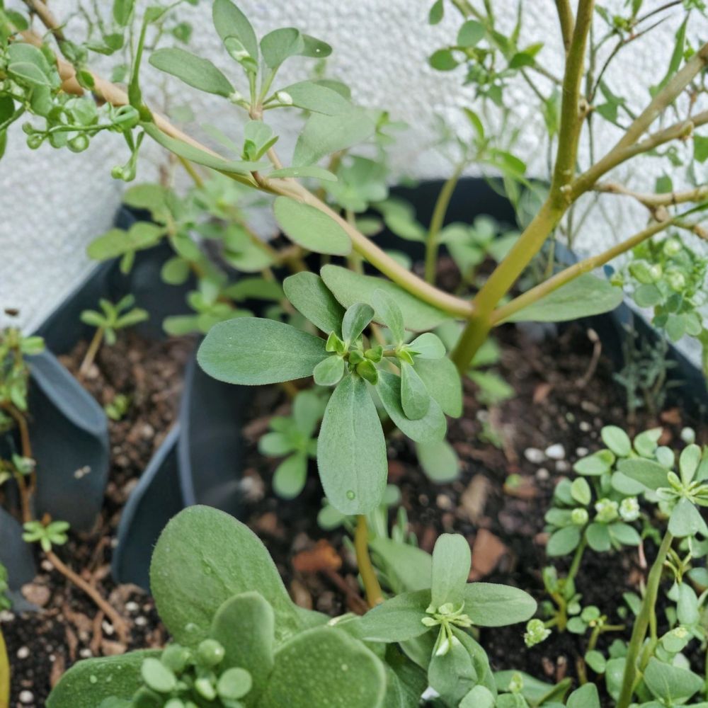 Purslane Cuttings – Live Unrooted Cuttings | Edible Groundcover | Living Mulch | Food Forest Plant | Easy to Grow