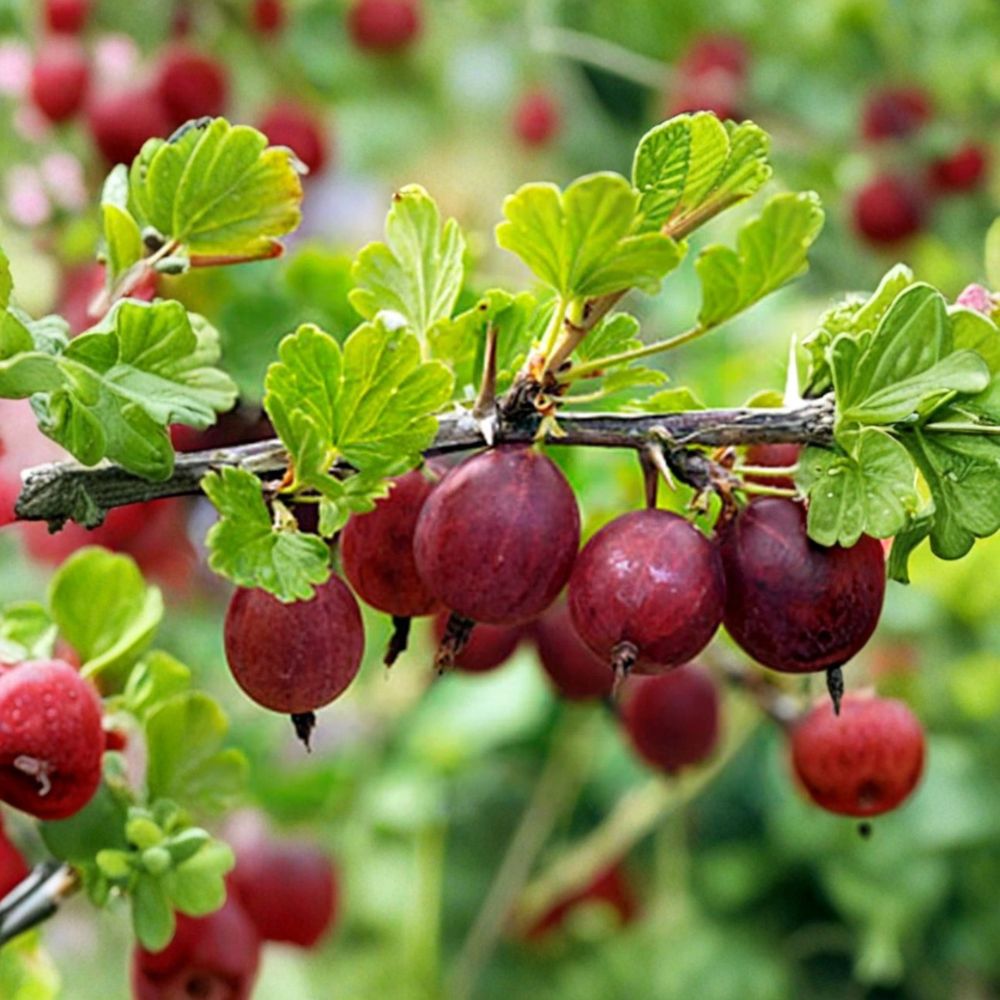 Hinnomaki Red Gooseberry – Ribes uva-crispa Live Rooted Starter Plant | Edible Fruit Shrub | Zones 3–7 | Self-Pollinating | No Pot Included