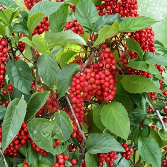 Eastern Prince Schisandra Berry Vine Live Plant – 4 Inch Pot | Self-Fertile Edible Fruit Vine | Hardy Climbing Plant | Five-Flavor Berry | Garden Trellis Plant