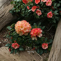 Rhododendron ‘Seaview Sunset’ Live Evergreen Shrub | Orange & Yellow Blooming Rhododendron | Compact Award Winning Plant | #1 Container Grown