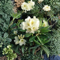 Rhododendron ‘New Century’ – Evergreen Rhododendron | Yellow Green Blooms | #1 Container Plant | Cold Hardy Shrub