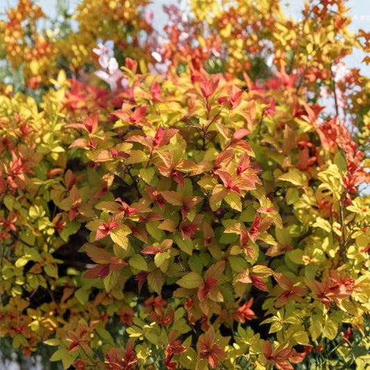 Gold Flame Spirea – Spiraea japonica 'Gold Flame' Live Plant | 10–14 Inches Tall | Quart Pot Hardy Flowering Shrub | Colorful Landscape Favorite
