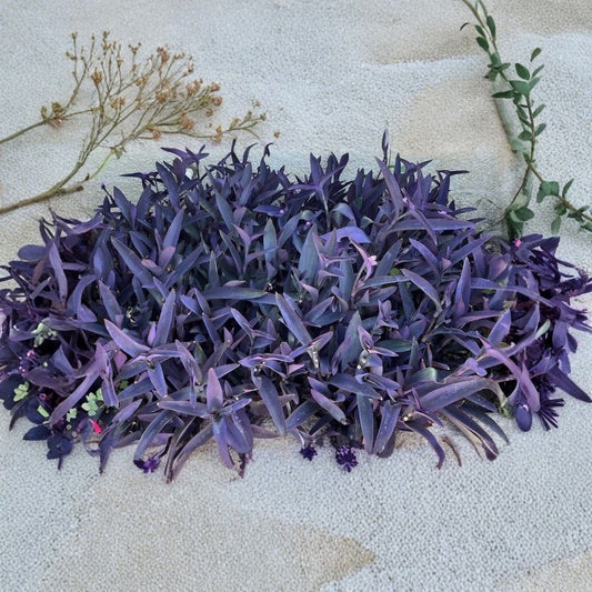 Purple Heart – Tradescantia pallida 'Purpurea' Live Plant Cuttings | 10 Purple Cuttings | Easy to Root | Fast Growing Trailing Plant