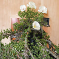 Monsonia vanderietiae Seeds – Formerly Sarcocaulon | 5 Rare Succulent Seeds | Caudex Geranium Relative | Exotic White Pink Flowers | Easy to Grow