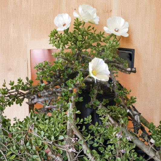 Monsonia vanderietiae Seeds – Formerly Sarcocaulon | 5 Rare Succulent Seeds | Caudex Geranium Relative | Exotic White Pink Flowers | Easy to Grow