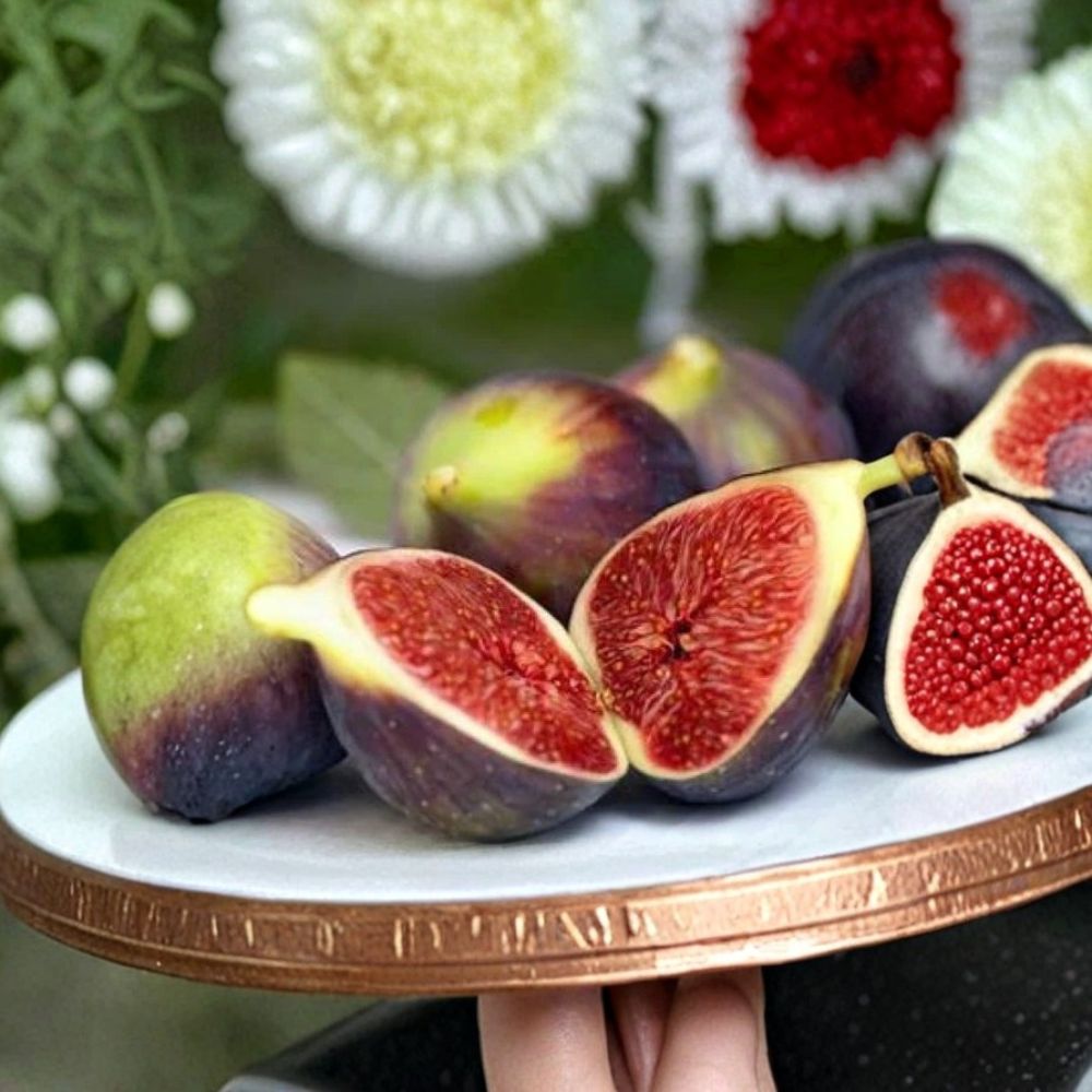 Brown Turkey Fig Tree – Ficus carica Live Starter Plant | Well-Rooted in Nursery Pot | Self-Pollinating Fruit Tree | Patio & Backyard Friendly | Easy to Grow