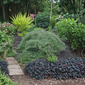 Acer palmatum dissectum ‘Emerald Lace’ – Weeping Laceleaf Japanese Maple | 25–30 Inches Tall | Heat Tolerant Green Foliage | #5 Container Size