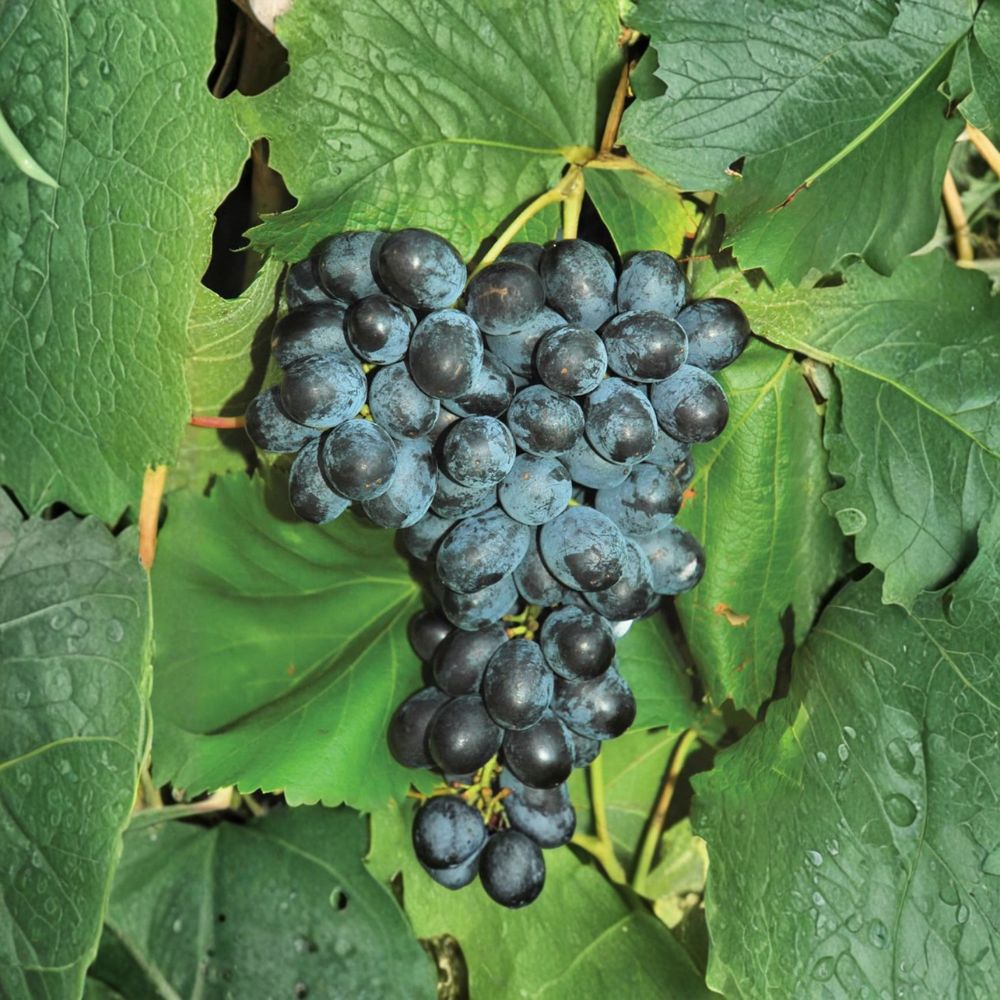 5 Faith Seedless Table Grape Cuttings – Vitis vinifera Live Propagation Cuttings | Sweet Seedless Grape Variety | Easy Home Growing | US Seller