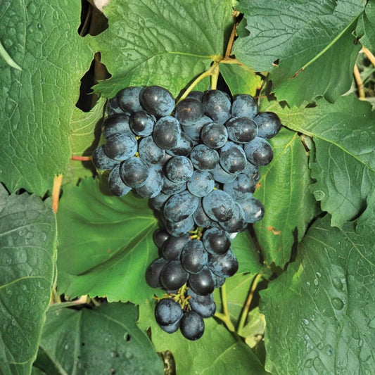 5 Faith Seedless Table Grape Cuttings – Vitis vinifera Live Propagation Cuttings | Sweet Seedless Grape Variety | Easy Home Growing | US Seller