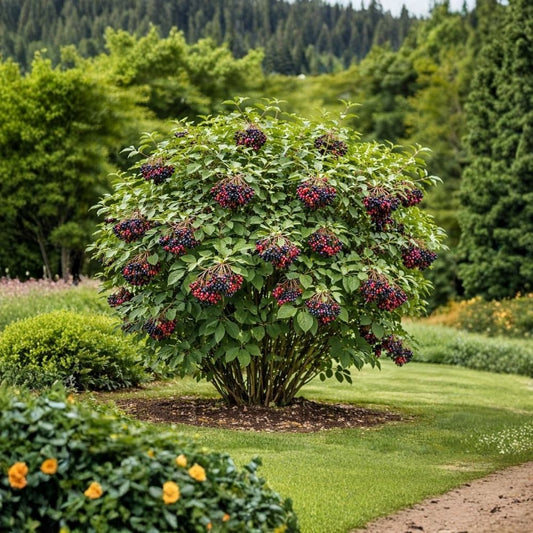 Nannyberry Viburnum – Viburnum lentago Live Seedlings | 3 Plants | Approximately 2 Feet Tall | Native Shrub | Hardy Landscape Plant | Strong Rooted Garden Shrub