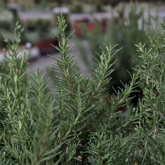 3 REX Rosemary Live Plants – Salvia rosmarinus | 3–6 Inch Starter Herbs | Culinary Rosemary | Ships Without Pot | Aromatic Evergreen Herb