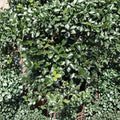 Blue Prince Holly – Live Male Evergreen Holly | 1 Gallon Pot Plant | Ilex x meserveae Pollinator Shrub | Deer Resistant Landscape Holly