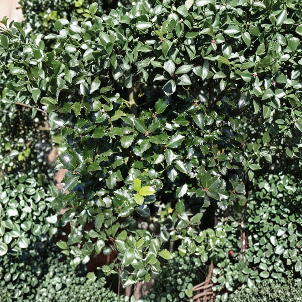 Blue Prince Holly – Live Male Evergreen Holly | 1 Gallon Pot Plant | Ilex x meserveae Pollinator Shrub | Deer Resistant Landscape Holly