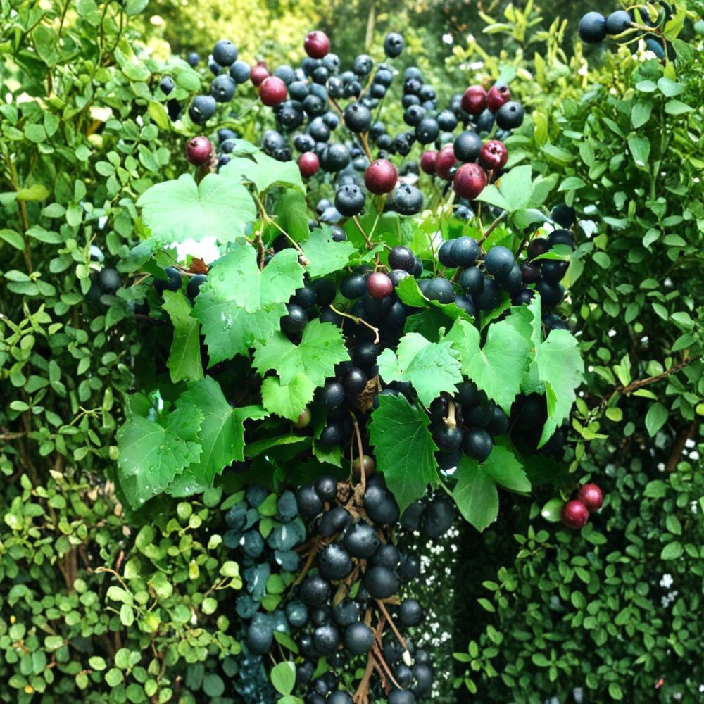 Alachua Muscadine Grape Vine – Live Rooted Grape Plant | Self-Pollinating Muscadine | Zones 7–11