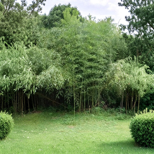 Moso Bamboo Live Bare Root | 5 Rhizomes + 2 Free | Fast Growing Privacy Bamboo | Hardy Outdoor Plant | Easy to Grow