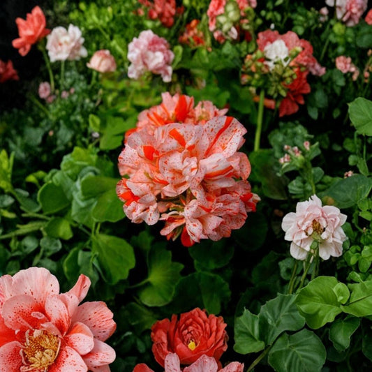 Orange & White Geranium Seeds – 10 Pack | Pelargonium Flower Seeds | Bicolor Blooms | Garden & Container Plants