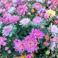 Pale Pink Mum Plants – 2 Pack Perennial Chrysanthemum | Large Flower Garden Mums
