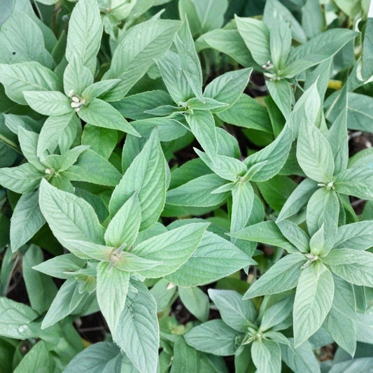 Pineapple Sage – Salvia elegans Live Starter Plant | 4–8 Inches Tall | Organic Herb | Includes 2.5" x 3.5" Pot | Edible Flowers | Hummingbird Favorite | Garden Herb Plant