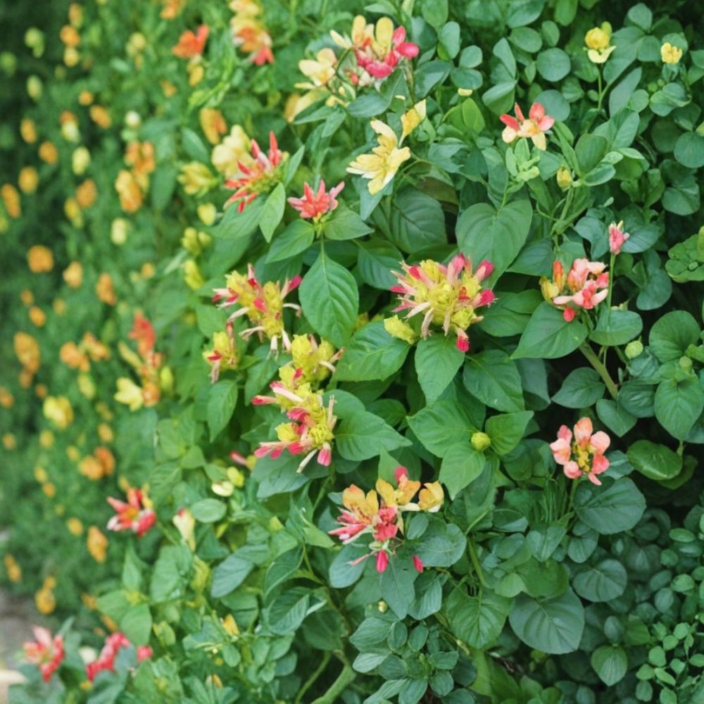 Fruit Cocktail Shrimp Plant – Justicia brandegeana Live Rooted Starter Plant | Tropical Flowering Houseplant | Ships in Pot