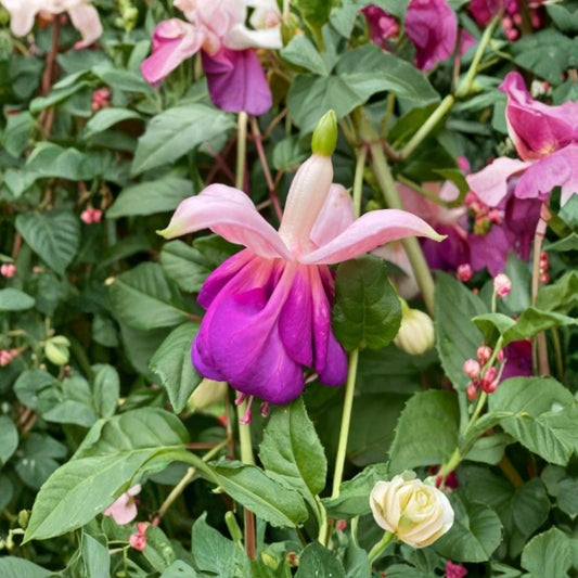 Lena Fuchsia Live Plant – 3–6 Inch Tall | 5 Inch Pot | Double Flowering Fuchsia | Pink & Purple Blooms | Hanging Basket & Shade Garden Plant