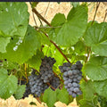 Jupiter Seedless Table Grape Plant – Sweet Muscat Seedless Grape Vine | Edible Fruit Vine
