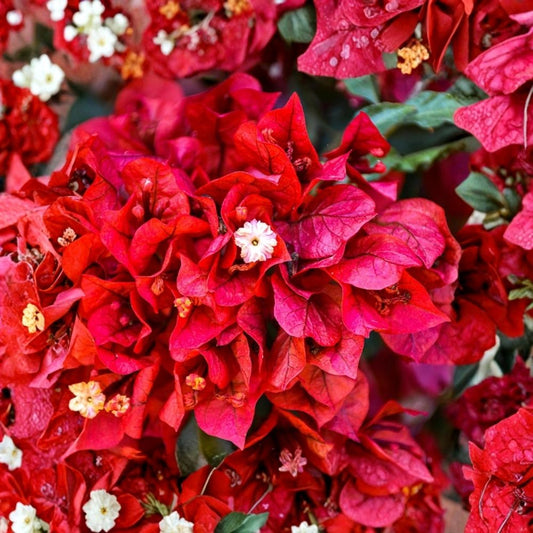 Double Red Bougainvillea Live Plants – Set of 2 | 4–6 Inch Rooted Starters | Red Flowering Vine | Patio & Garden Plant | Tropical Container Plant