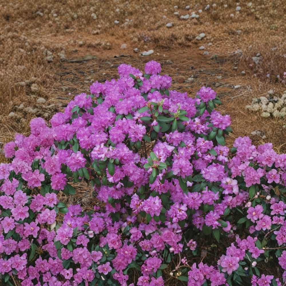PJM Compact Rhododendron – Dwarf Evergreen Rhododendron | Lavender Pink Spring Blooms | #3 Container Plant