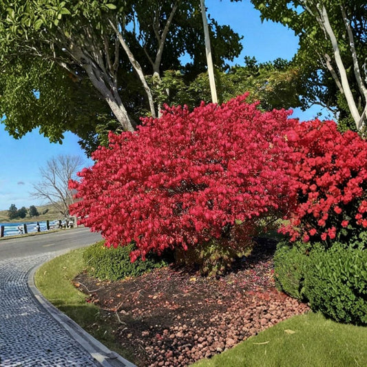 Dwarf Burning Bush – Euonymus alatus 'Compactus' Live Bare Root Plants | Set of 5 | 6–12 Inches Tall | Hardy Ornamental Shrub | Easy to Grow