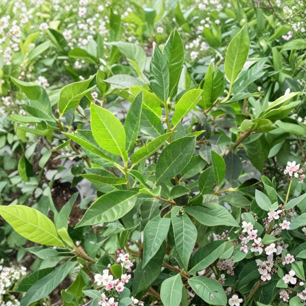 Southern Gentleman Winterberry Holly – Live Male Pollinator Shrub | 1 Gallon Pot | Ilex verticillata Pollinator Plant