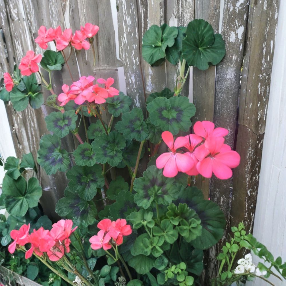 Orange Pink Zonal Geranium – Pelargonium Live Cuttings | 4 Fresh 6 Inch Cuttings | Coral Pink & Orange Blooms | Easy Propagation