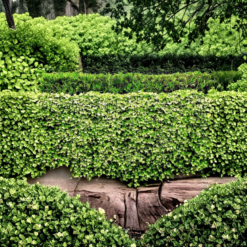 English Ivy Live Root Plants – 5 Pack | 2–3 Inch Bare Roots | Hedera helix | Ground Cover & Living Fence Plant | Patio & Garden Vine | USA Grown