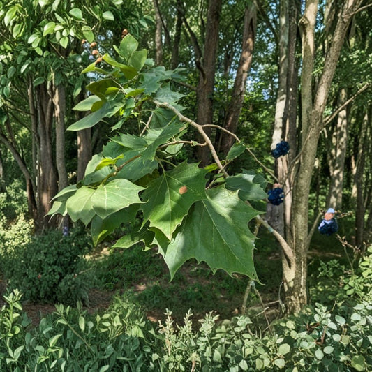 American Sycamore Live Plant – Platanus occidentalis | Quart Pot | Deciduous Shade Tree | Large Landscape Tree | Fast Growing Ornamental Tree