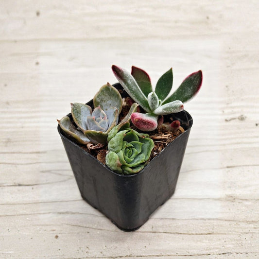 Multi Succulent Plant Mix – 3 Live Rooted Succulent Cuttings in 2 Inch Pot | Mixed Succulent Collection | Mini Indoor Plant | Easy Care