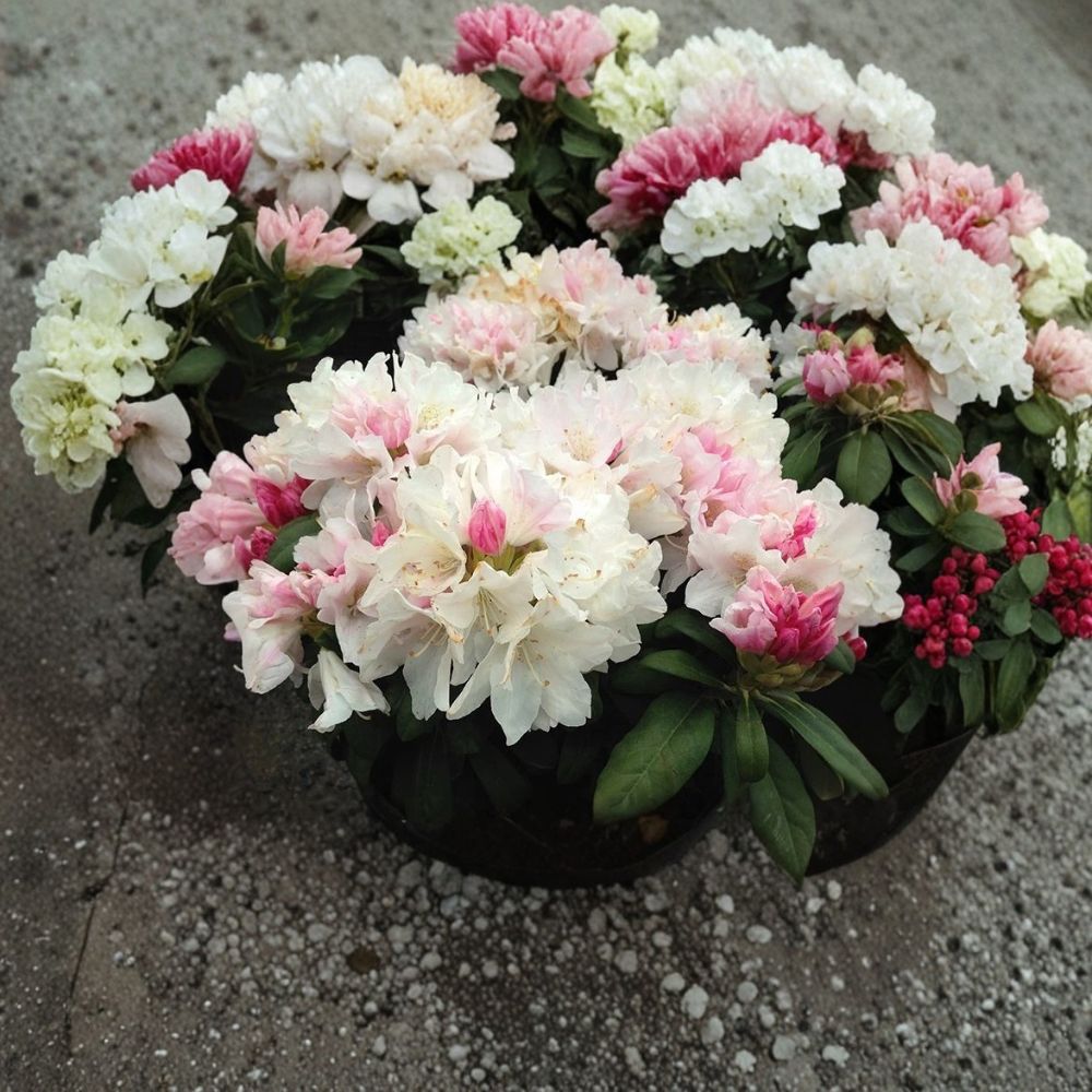 Yaku Princess Rhododendron – Rhododendron 'Yaku Princess' Live Starter Plant | Ships Without Pot | Evergreen Flowering Shrub | Easy to Grow