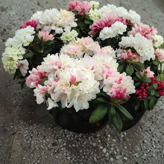 Yaku Princess Rhododendron – Rhododendron 'Yaku Princess' Live Starter Plant | Ships Without Pot | Evergreen Flowering Shrub | Easy to Grow