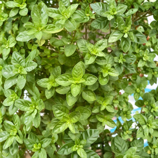 Greek Basil Live Plants – Ocimum basilicum | 3 Starter Plants | 3–6 Inches Tall | Bare Root Culinary Herb