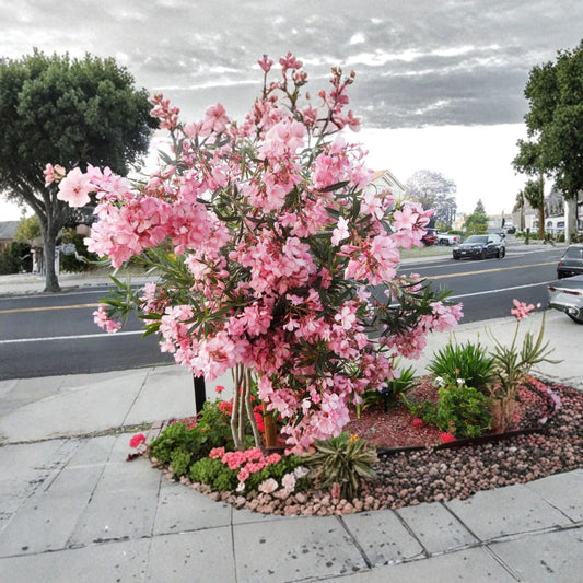 Pink Oleander Live Cuttings | 6 Fresh 5-Inch Cuttings | Ready for Propagation | Easy to Root | Flowering Shrub