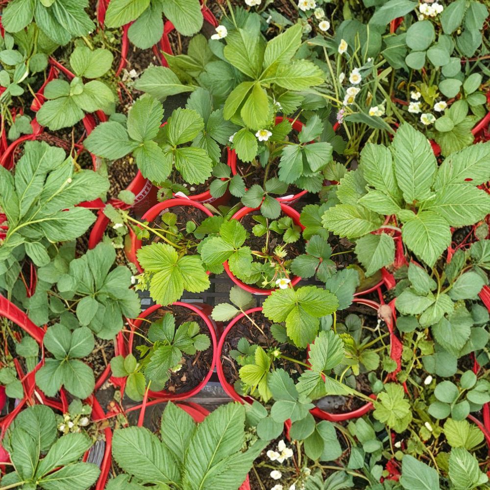 Wild Alaska Strawberry Pups – Fragaria spp. Live Plants | Set of 5 Rooted Pups | Includes Freshly Harvested Runners Super Hardy | Garden & Container Friendly | Easy to Grow