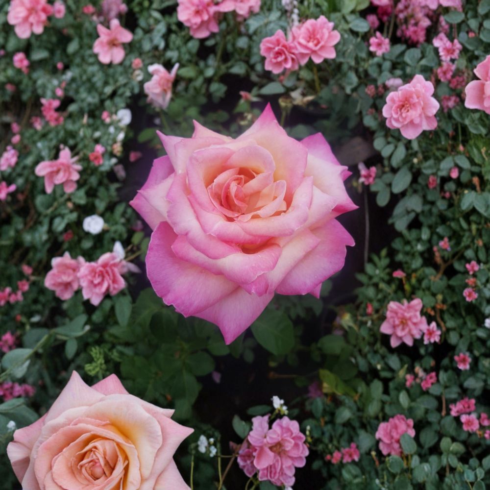 Kordes Perfecta Hybrid Tea Rose Live Plant – 2 Gallon Size | Everblooming Cream & Pink Rose Bush | Elegant Fragrant Garden Rose | Includes Rooted Live Plant
