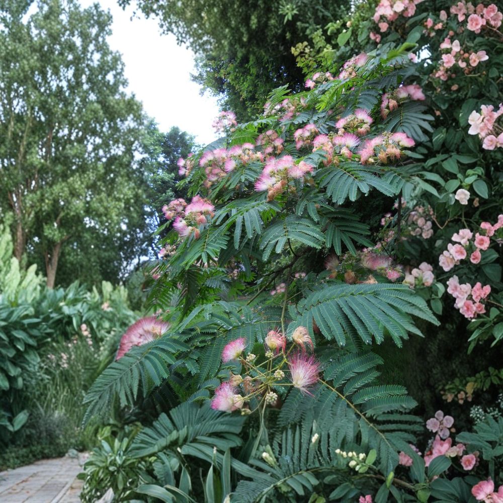 Pink Mimosa Tree – 3 Live Bare Root Saplings | 4+ Inches Tall | Heirloom Silk Tree | Fast Growing Ornamental