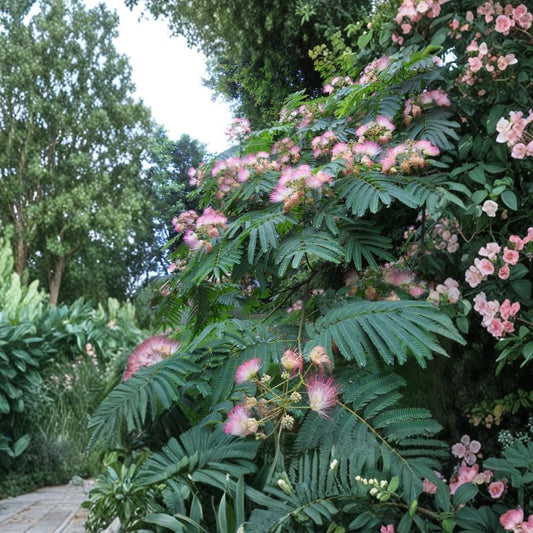 Pink Mimosa Tree – 3 Live Bare Root Saplings | 4+ Inches Tall | Heirloom Silk Tree | Fast Growing Ornamental