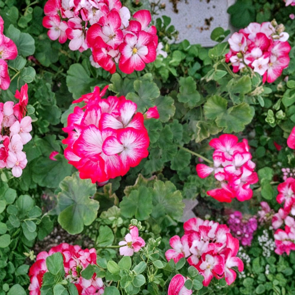 Red & White Geranium – 2 Live Starter Cuttings | 6 Inches Long | Fragrant Flowering Plant | Easy-to-Grow Garden Favorite