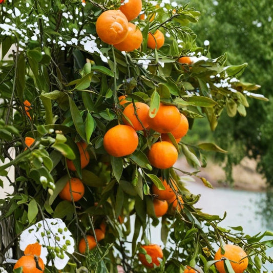 Washington Navel Orange Tree – Grafted Live Citrus Plant | 3–4 Feet Tall | 4x12" Pot | Seedless Fruit | Florida Buyers Only