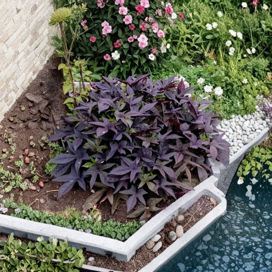 2 Blackie Sweet Potato Vine Plants – Live Ipomoea batatas ‘Blackie’ | 4–6 Inch Starters | Dark Purple Foliage | Trailing Ornamental Vine | No Pot