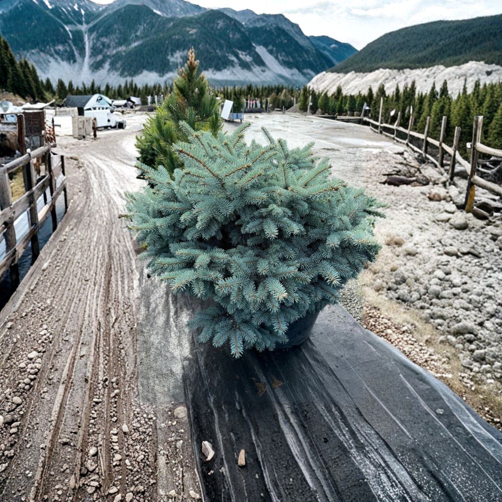 Globosa Colorado Blue Spruce – Live Dwarf Evergreen Conifer | 10 Inch Tall Plant | 1 Gallon Pot | Picea pungens Blue Spruce