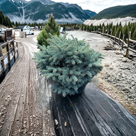 Globosa Colorado Blue Spruce – Live Dwarf Evergreen Conifer | 10 Inch Tall Plant | 1 Gallon Pot | Picea pungens Blue Spruce