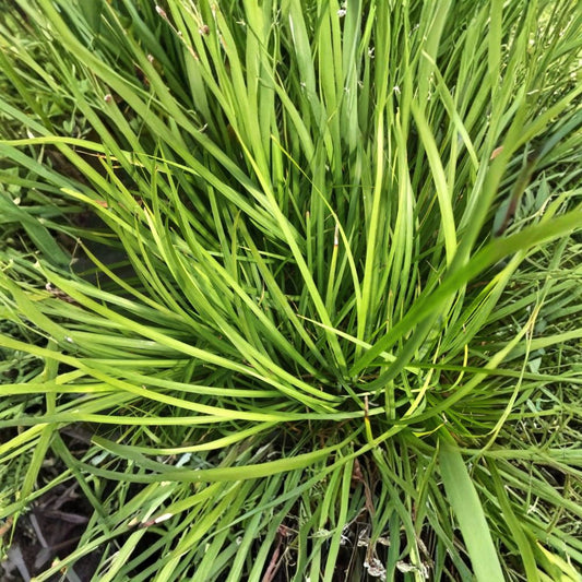 Licorice Flag Plant – Acorus gramineus ‘Licorice’ | Live Plant in 2.5 Inch Pot | Sweet-Scented Grass-Like Foliage | Water Garden & Wet Soil Plant