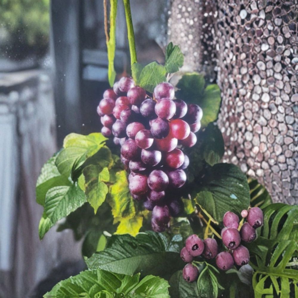 Black Noble Muscadine Grape Vine – 1 Gallon Live Plant | Self-Fertile Fruit Vine | Dark Purple Wine Grapes | Vineyard & Backyard Garden Favorite | Includes Rooted Live Plant