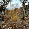 Acer negundo 'Winter Lightning' – Live Plant | 4 Inch Pot | Bright Yellow Winter Bark | Fast Growing Maple | Four-Season Landscape Tree